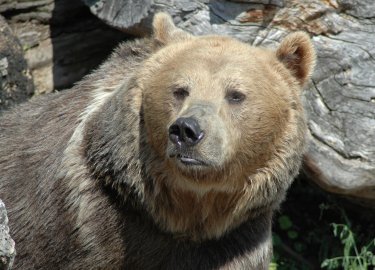 Mimoriadna situácia v okrese Ružomberok kvôli zvýšenému výskytu medveďov